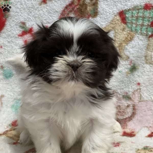 Tucker, Shih Tzu Puppy